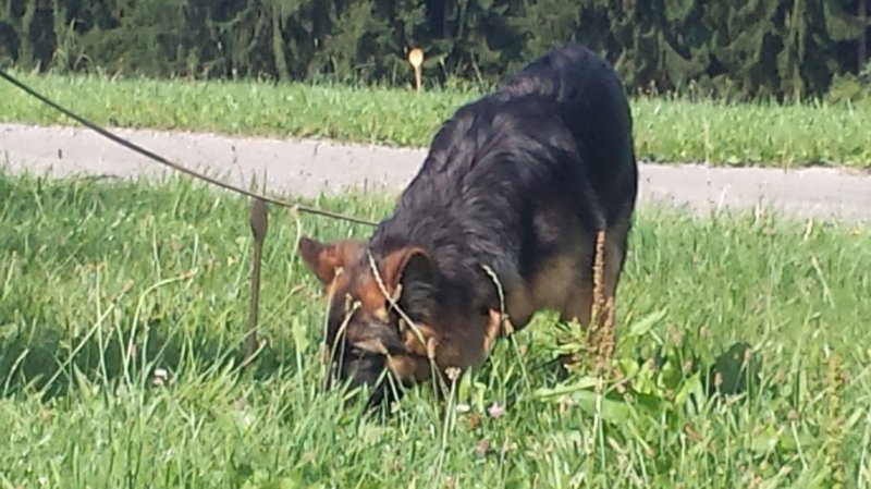 fhrten066.jpg