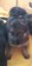 charly_small.jpg